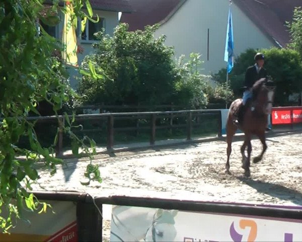 Lippische Reiterspiele 2013 Springen