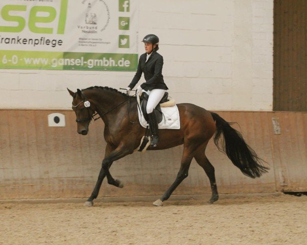 dressage horse Bonjour Chérie (Oldenburg, 2017, from Ballantines) dressage horse Bonjour Chérie (Oldenburg, 2017, from Ballantines)