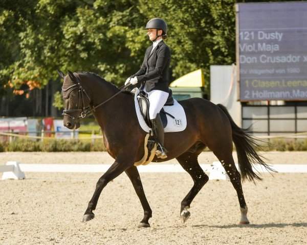 dressage horse Dusty 860 (Hanoverian, 2013, from Don Crusador)
