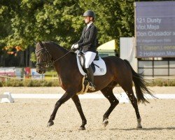 dressage horse Dusty 860 (Hanoverian, 2013, from Don Crusador)