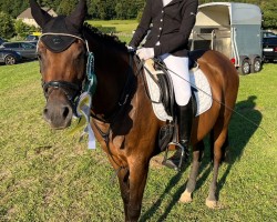 dressage horse T-Pasja (Polish Pony, 2007)