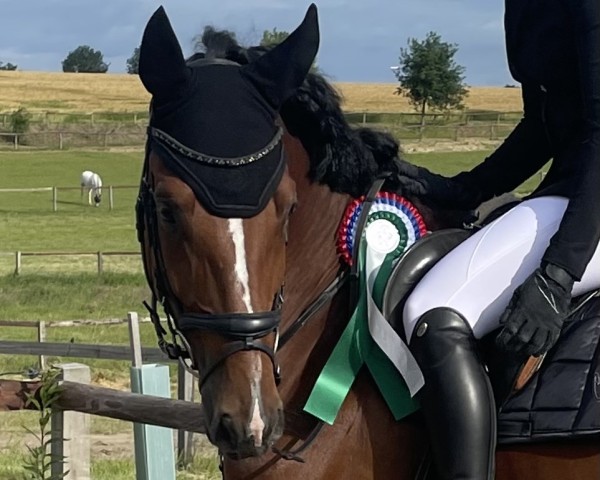jumper Night Boy M&M (KWPN (Royal Dutch Sporthorse), 2018, from Ice Breaker E.b.)