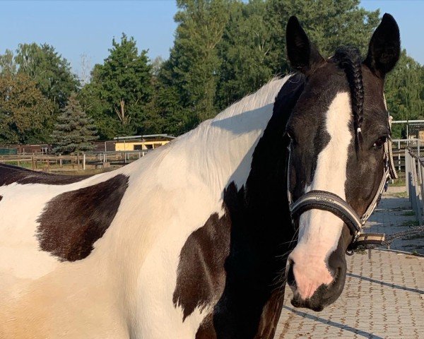 dressage horse Sir Bobby Black'n White (Tinker / Irish Cob / Gypsy Vanner, 2012, from Unbekannt Tinker) dressage horse Sir Bobby Black'n White (Tinker / Irish Cob / Gypsy Vanner, 2012, from Unbekannt Tinker)