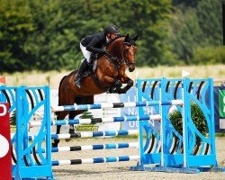 jumper Cardi B (Oldenburg show jumper, 2017, from Conte Bellini)