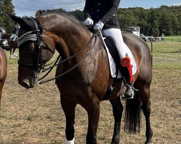 dressage horse Sunday 111 (Hanoverian, 2014)