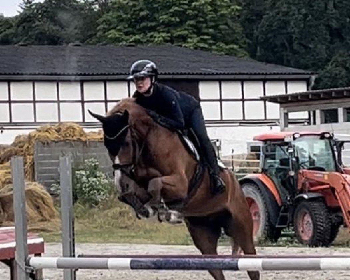 jumper Chaloo ME (Zangersheide riding horse, 2019, from Chacfly PS)