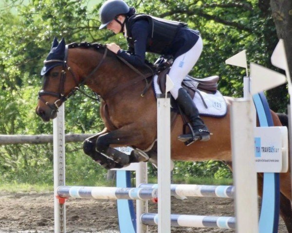 jumper Ontarios Boy (German Riding Pony, 2007, from Ontario I) jumper Ontarios Boy (German Riding Pony, 2007, from Ontario I)