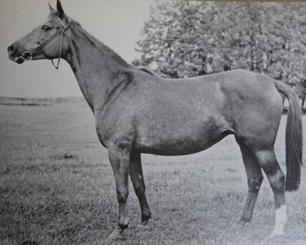 broodmare Parkanlage (Trak.V 512) (Trakehner, 1926, from Dampfross)