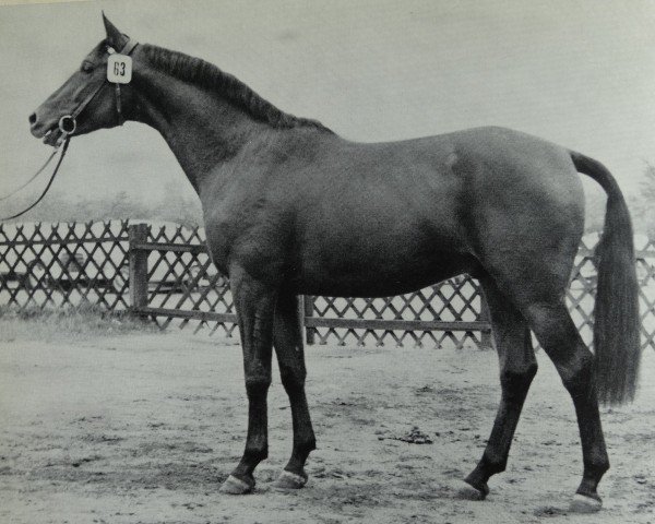 stallion Tannenberg (Trakehner, 1966, from Sterndeuter) stallion Tannenberg (Trakehner, 1966, from Sterndeuter)