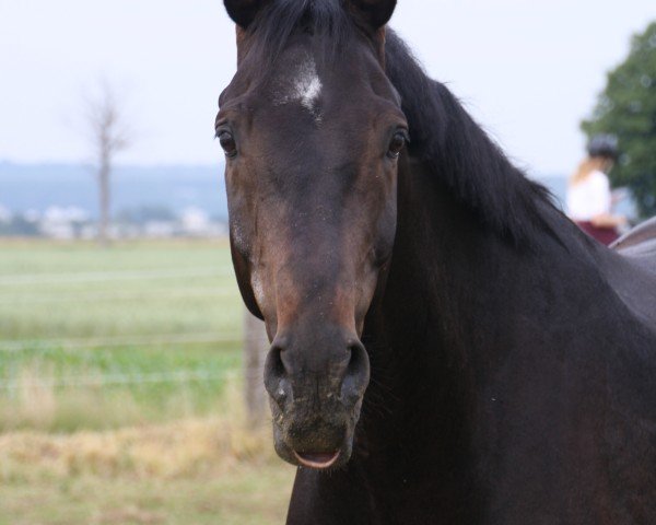 horse Consyro (Hanoverian, 2009, from Conteur)