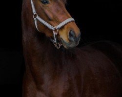 dressage horse Bijou de Fleur (Westphalian, 2015, from Belissimo NRW)