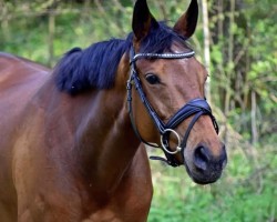 dressage horse Dandy's Dream S xx (Thoroughbred, 2016, from Dandy Man xx)