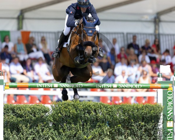 jumper Iron Dames Dialou Blue PS (Oldenburg show jumper, 2013, from Tailormade's Diarado's Boy 256 FIN)