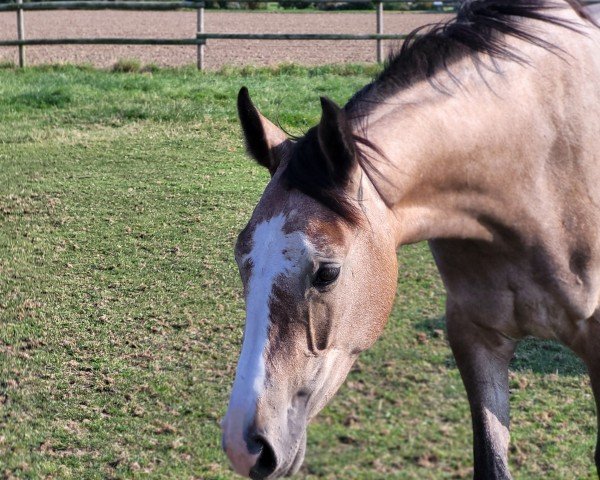 horse Zara Blue LJ Z (Zangersheide riding horse, 2022, from Zirocco Blue) horse Zara Blue LJ Z (Zangersheide riding horse, 2022, from Zirocco Blue)