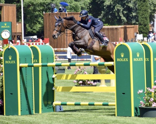 jumper Princy (Holsteiner, 2009, from Casall Ask) jumper Princy (Holsteiner, 2009, from Casall Ask)