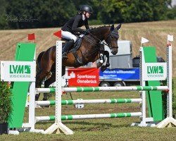 jumper Maximus von Ephesos (German Riding Pony, 2018, from Monet)