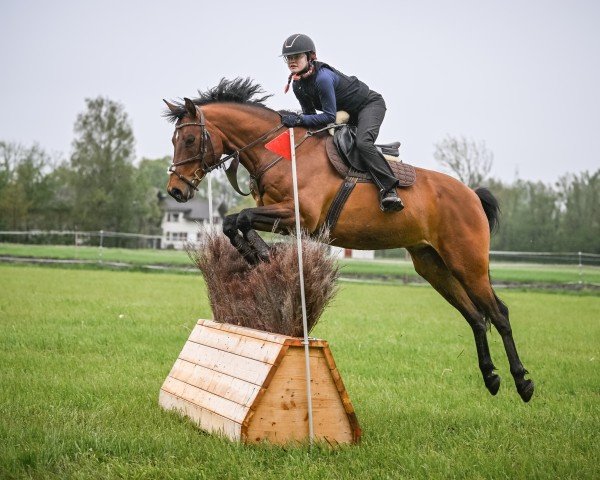 dressage horse Centauro II CH (Swiss Warmblood, 2017, from Comet A.S. FL.)