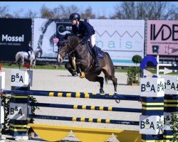 Springpferd Roxy Blue Kms (Belgisches Warmblut, 2017, von Cigaret JvH Z)