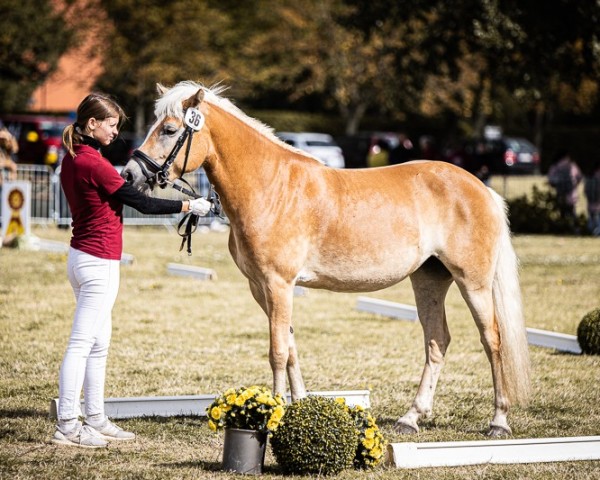 broodmare Belinda (Haflinger, 2021, from liz. 506/T Seewind)