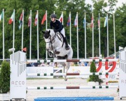 jumper Louis van het Kluizebos (Belgian Warmblood, 2011, from Diabeau)