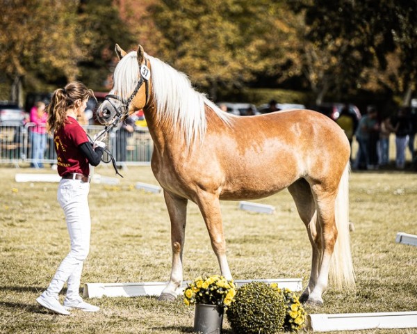 broodmare Mina (Haflinger, 2021, from Allerdings 4)