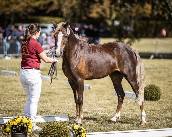 Zuchtstute Vanda (Welsh Pony (Sek.B), 2021, von Best Boy)