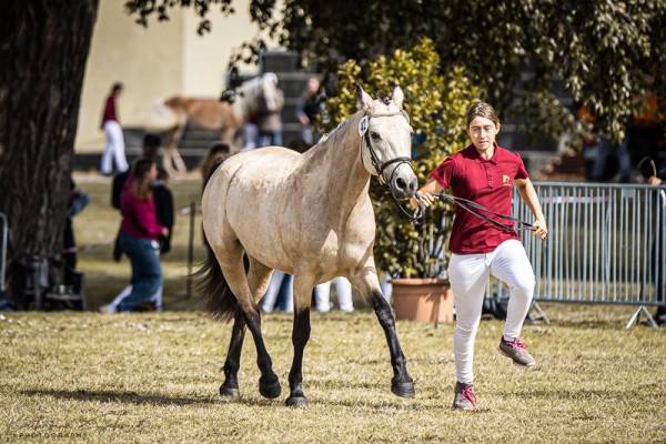 broodmare Saphira Soleil (Connemara Pony, 2018, from Caherlistrane Con)
