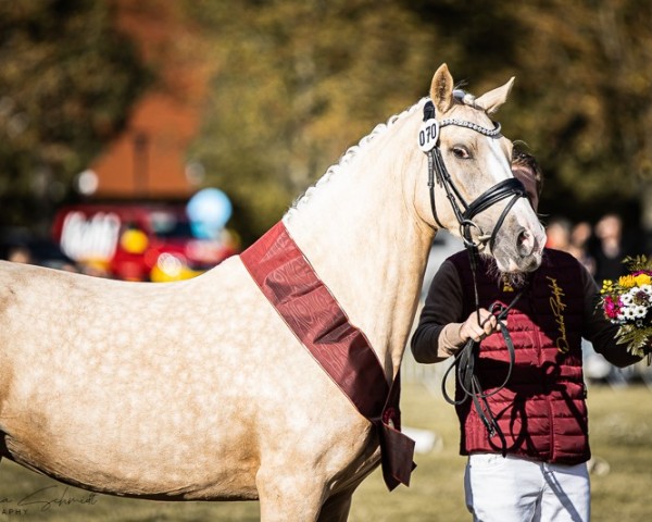 broodmare Lilly´s RoseGold N (German Riding Pony, 2021, from Dallmayr K)