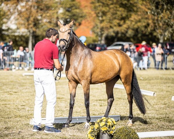 Zuchtstute HJK Herzallerliebst (Deutsches Reitpony, 2021, von Coleur de Luxe K)