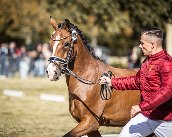 broodmare Westlife's Schönste (German Riding Pony, 2021, from Heidbergs Nancho Nova)