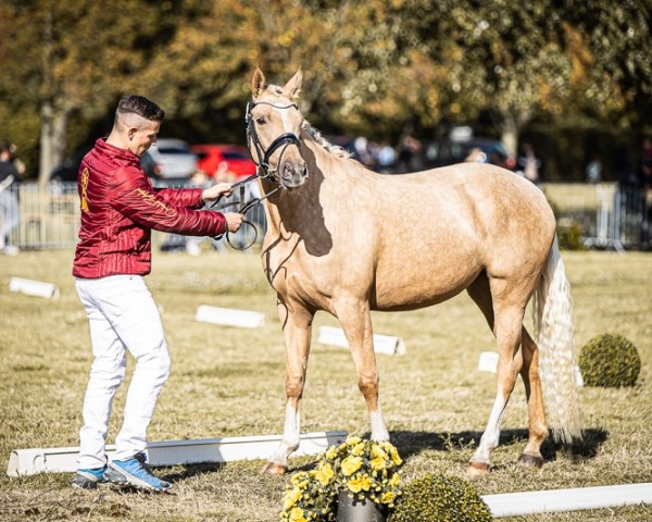 broodmare HJK Swan's Sinfonie (German Riding Pony, 2021, from Coke saint of the Life)