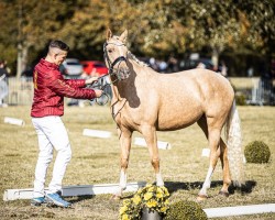 broodmare HJK Swan's Sinfonie (German Riding Pony, 2021, from Coke saint of the Life)