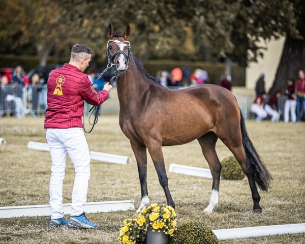 broodmare Next Chanel (German Riding Pony, 2021, from Neverland WE) broodmare Next Chanel (German Riding Pony, 2021, from Neverland WE)