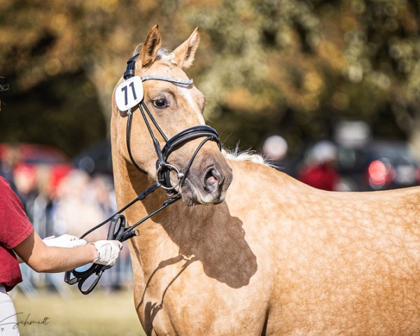 broodmare Dancing Queen HLH (German Riding Pony, 2021, from Rivers Dancing AS)