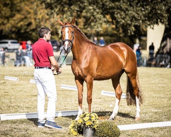 broodmare Donna-Della-Monda (German Riding Pony, 2020, from Coke saint of the Life)