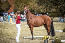 broodmare Namika BL (German Riding Pony, 2019, from Fs Numero Uno)