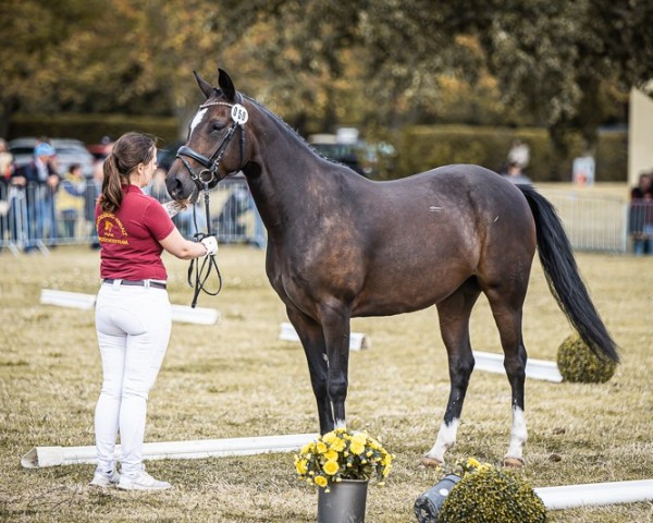broodmare Gretel 98 (German Riding Pony, 2018, from Herzkönig NRW) broodmare Gretel 98 (German Riding Pony, 2018, from Herzkönig NRW)