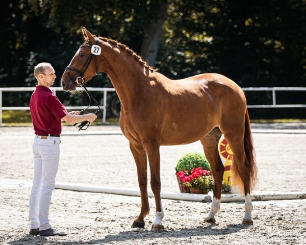 broodmare A Girl for the Future (German Sport Horse, 2021, from For The Future)