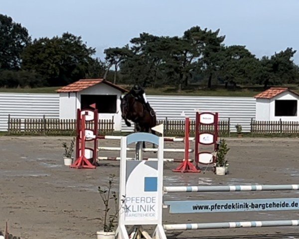 jumper Clarissa 160 (Hanoverian, 2010, from Canstakko)