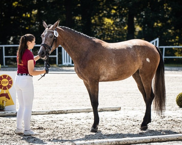 broodmare Fabiola II (German Sport Horse, 2021, from For The Future)