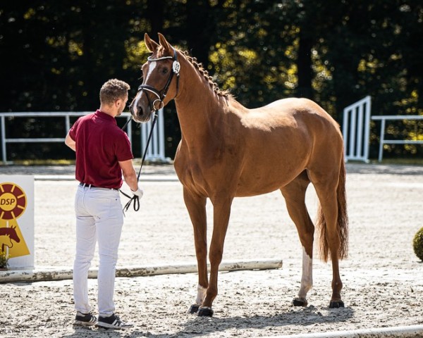 broodmare Centa (German Sport Horse, 2021, from Cornet's Quaprice)