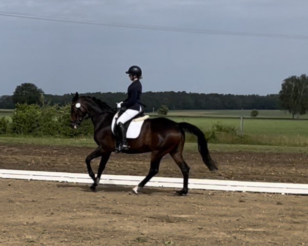 broodmare Belami 38 (German Sport Horse, 2014, from Belantis)
