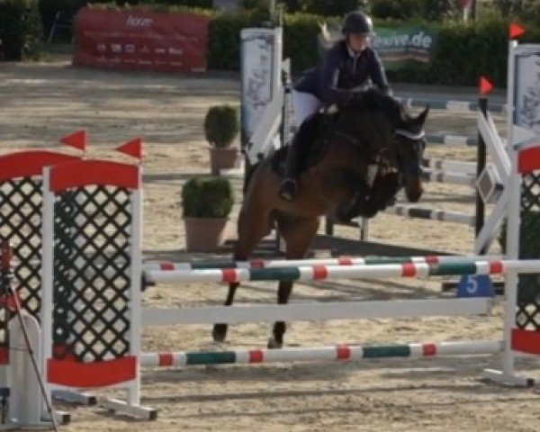 Springpferd Legolas 199 (Holsteiner, 2014, von Lasino)