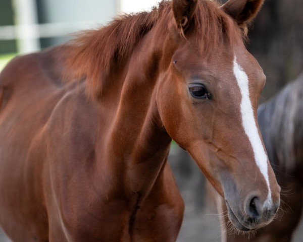 horse Hengst von Diamantino Gold T / Malibu Beach Boy (German Riding Pony, 2023, from Diamantino Gold T)