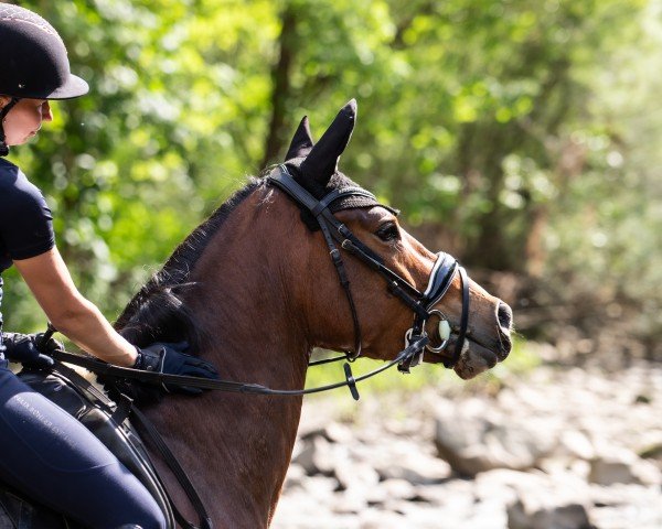horse Donner Buddy (German Riding Pony, 2020, from D'Accord T 3)