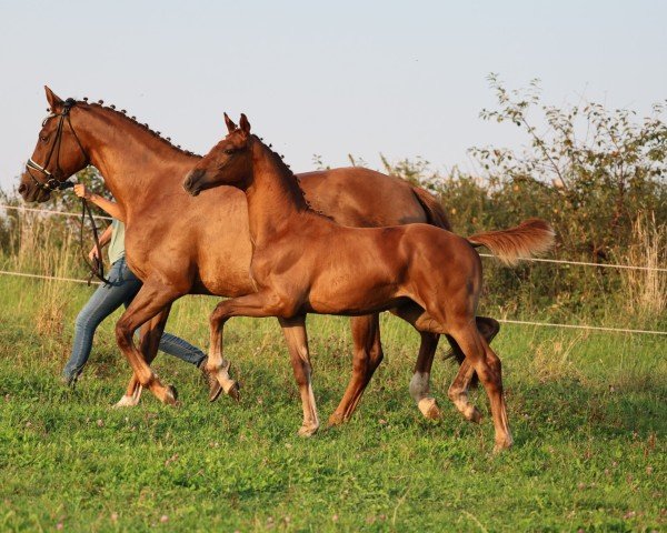 broodmare Waltraud (Oldenburg, 2024, from Lodovico)