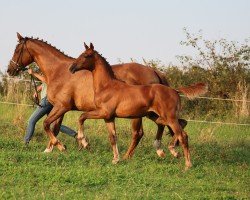 broodmare Waltraud (Oldenburg, 2024, from Lodovico)