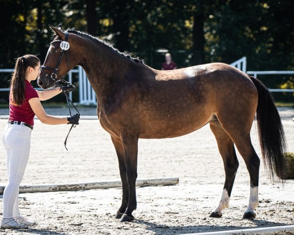 broodmare Zermonie (German Sport Horse, 2019, from Zaccorado Blue)