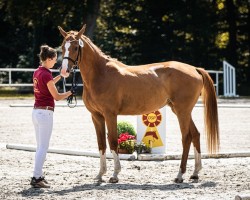 broodmare Caprice da la Pequena G (German Sport Horse, 2021, from Chapeau Ciaco)