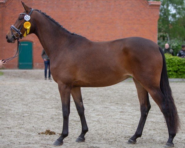 horse Felina 216 (Trakehner, 2016, from Cadeau)